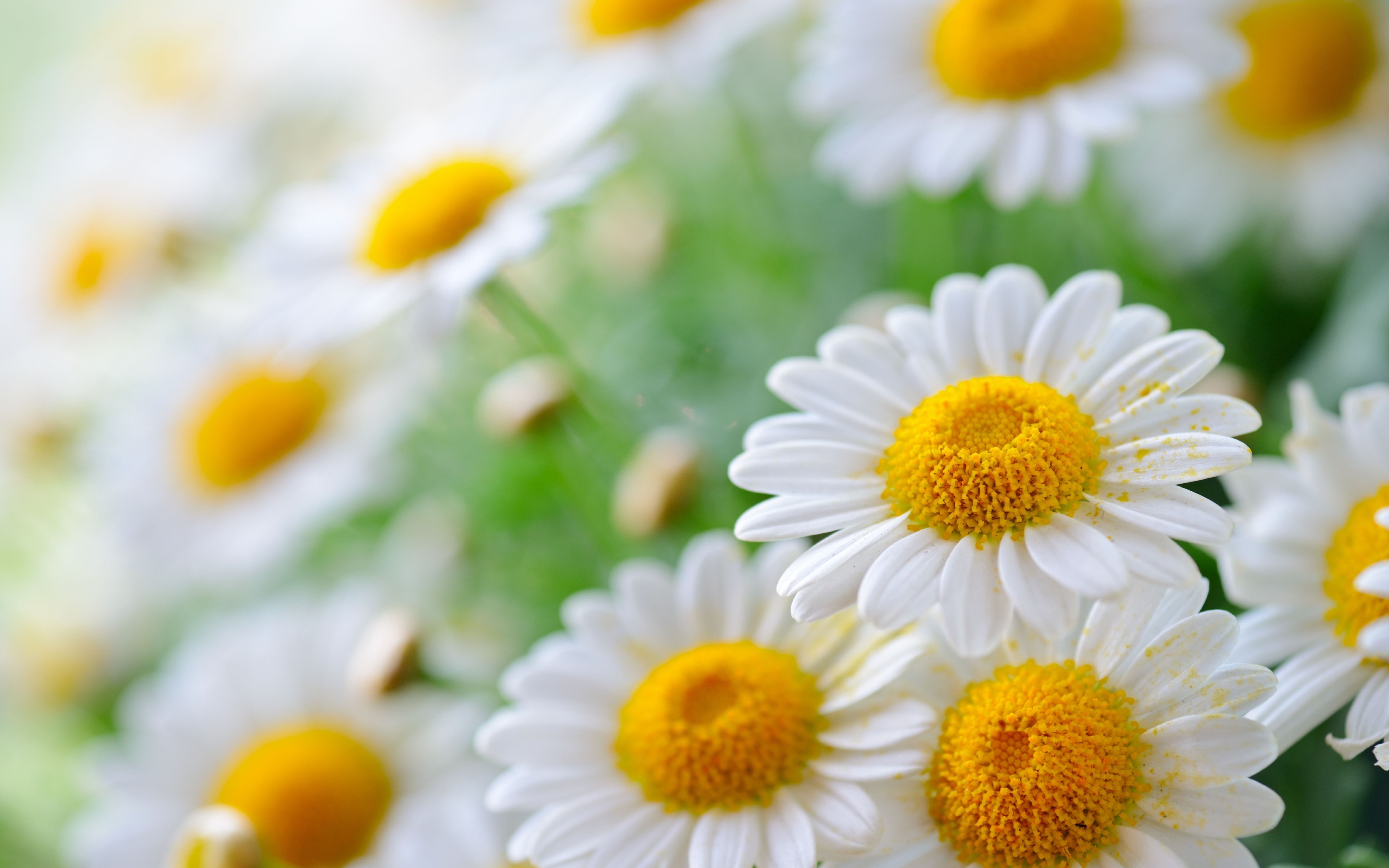 Daisy Flower for 5120 x 3200 5K Ultra Wide resolution