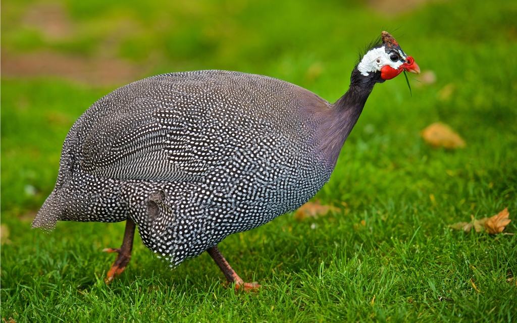 Helmeted Guineafowl  for 1024 x 640 widescreen resolution