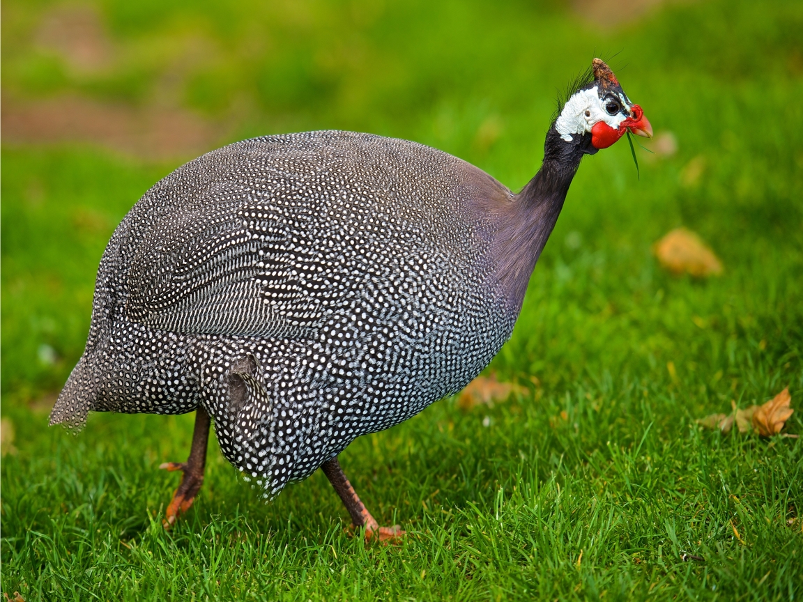 Helmeted Guineafowl  for 1152 x 864 resolution