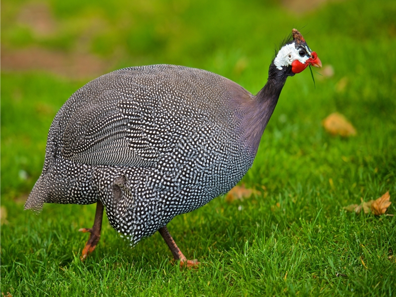 Helmeted Guineafowl  for 800 x 600 resolution