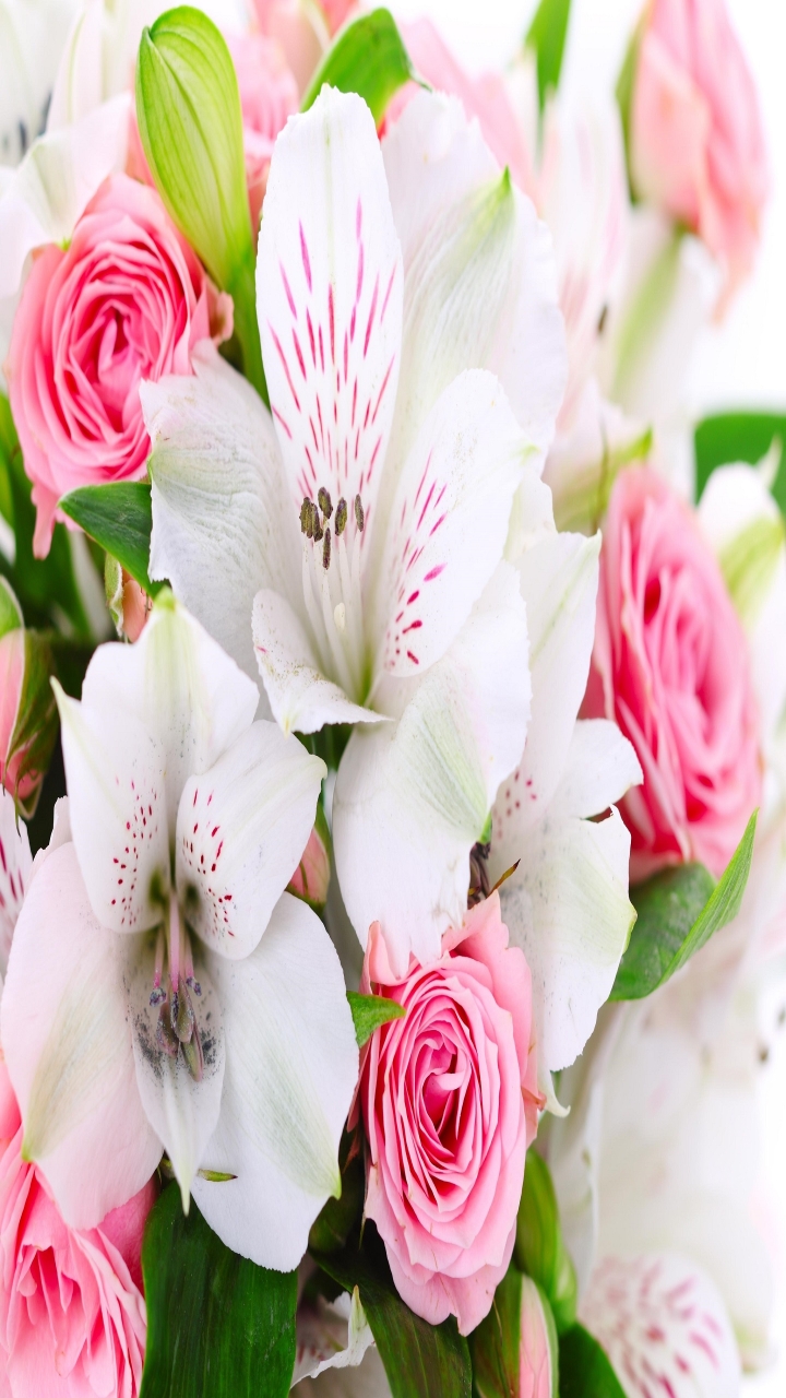 Pink Roses and White Lilies  for 720p HD Smartphones resolution