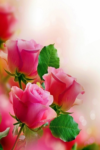 Pink Roses for 320 x 480 Phones resolution
