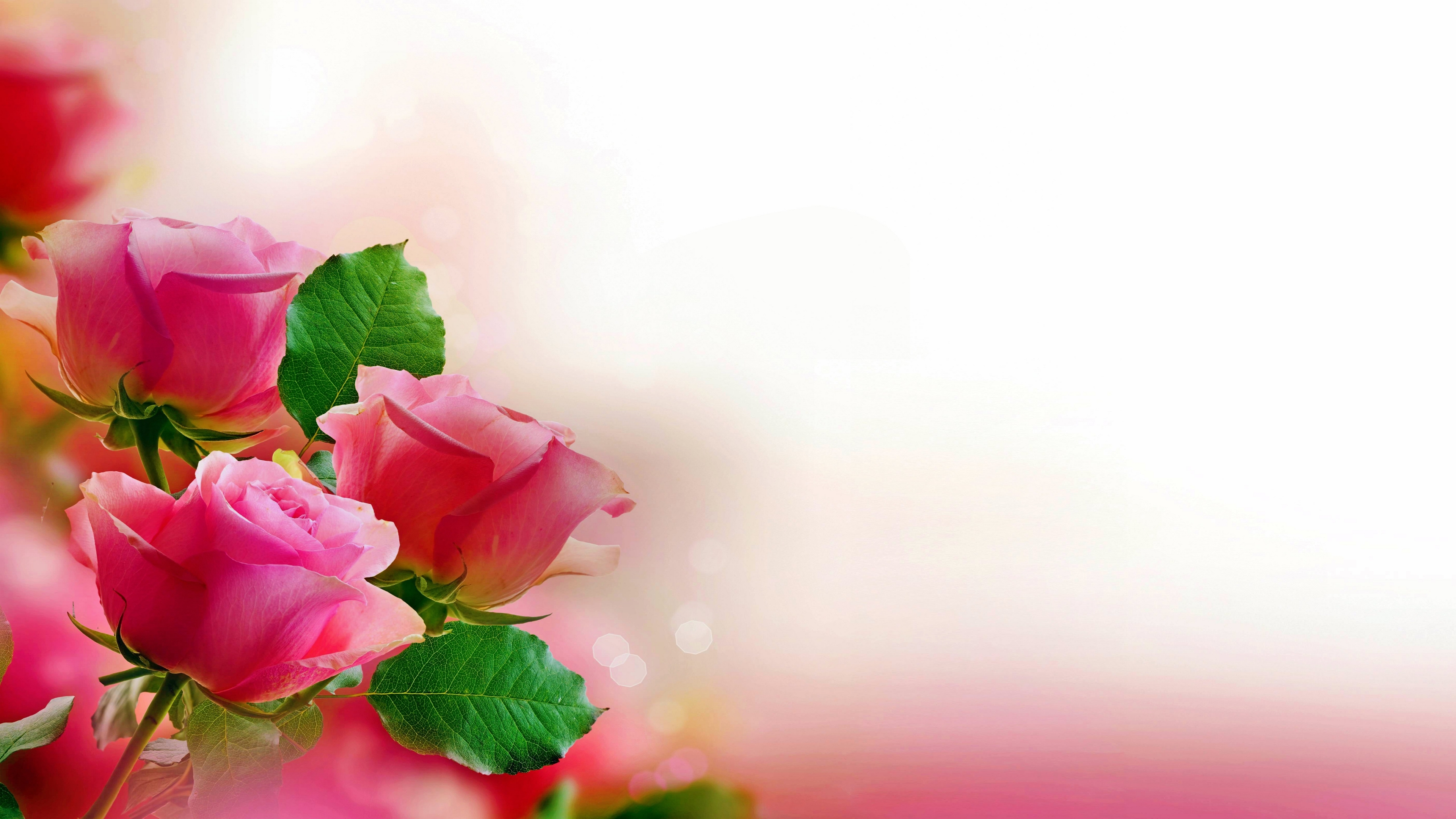 Pink Roses for 3840 x 2160 4K Ultra HDTV resolution