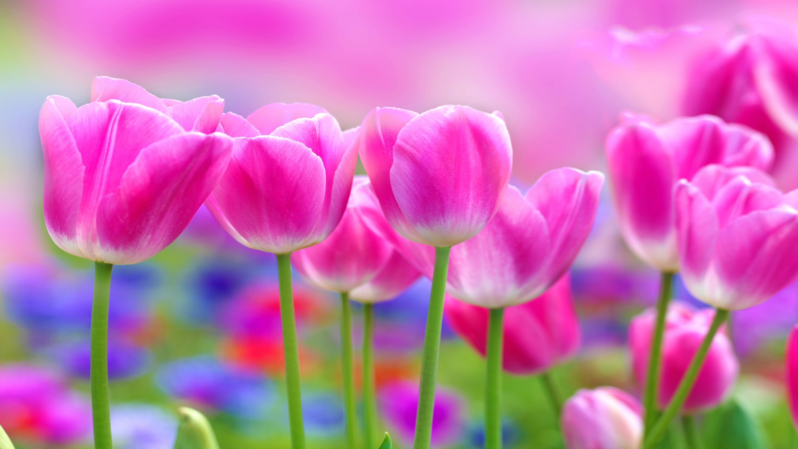 Pink Tulips for 2560 x 1440 HDTV resolution
