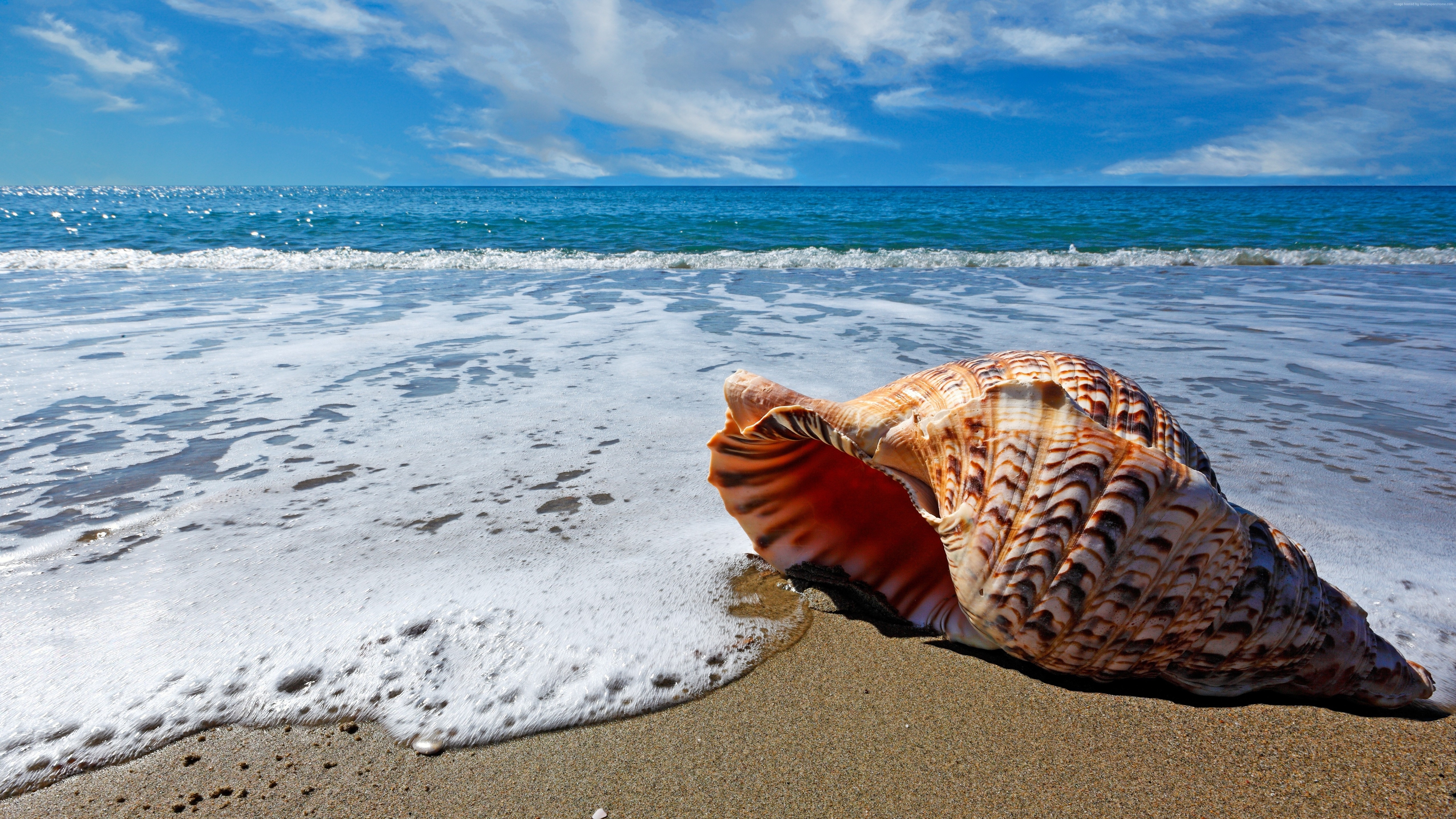 Sea Shell on Sea Shore for 5120 x 2880 5K Ultra HD resolution