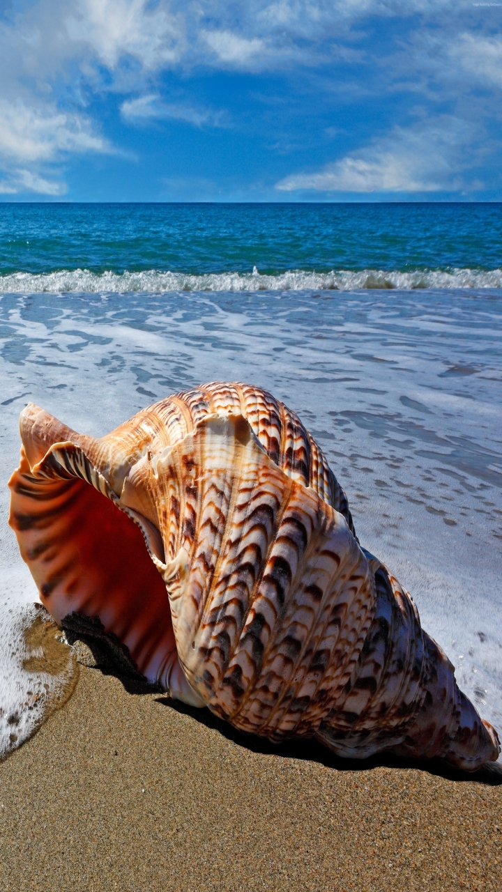 Sea Shell on Sea Shore for 720p HD Smartphones resolution