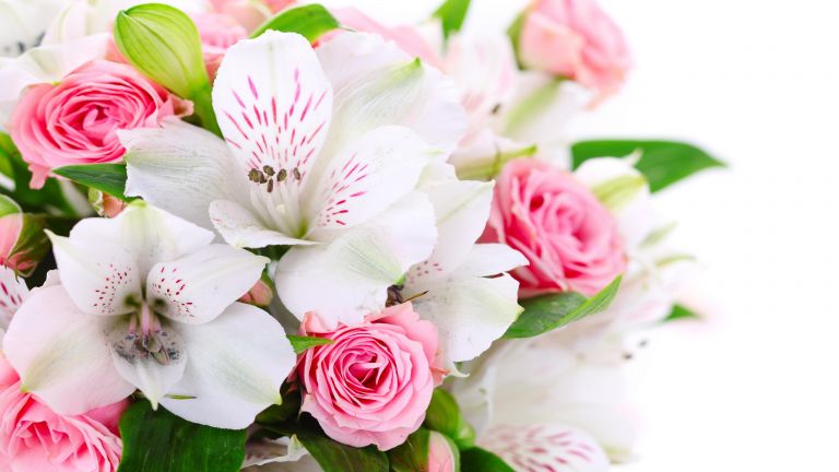 Pink Roses and White Lilies  HD Wallpaper